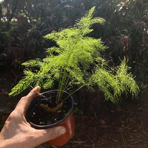 Op de afbeelding: Een groene varenplant in een pot met delicate, gevederde bladeren. De plant staat in een bruine plastic pot met een zwarte rand.