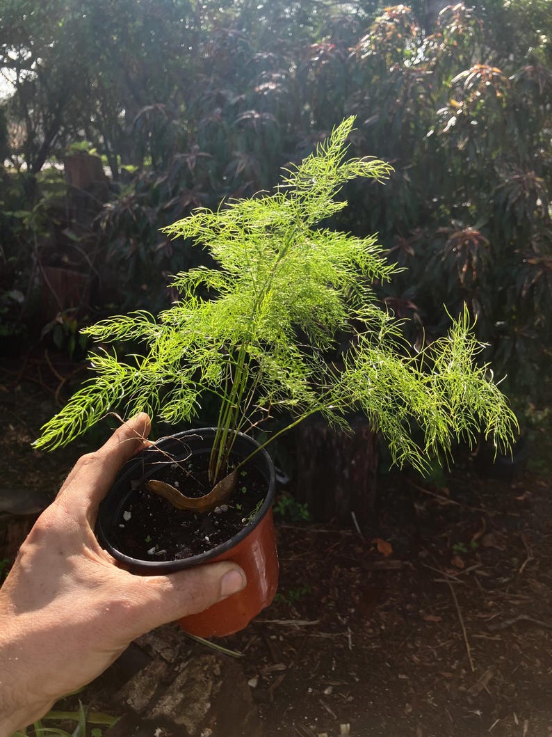 Op de afbeelding: Een groene varenplant in een pot met delicate, gevederde bladeren. De plant staat in een bruine plastic pot met een zwarte rand.