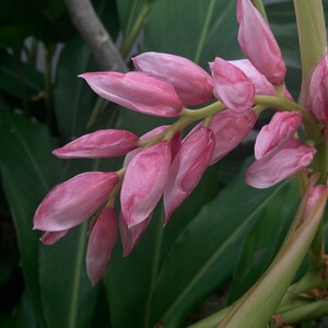 LIVE Roots - Pink Hainan Cardamom!