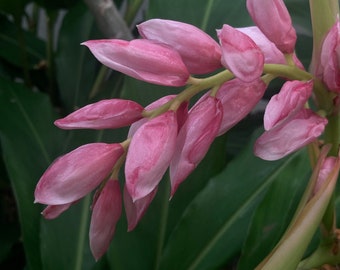 LIVE Roots - Cardamome rose de Hainan !