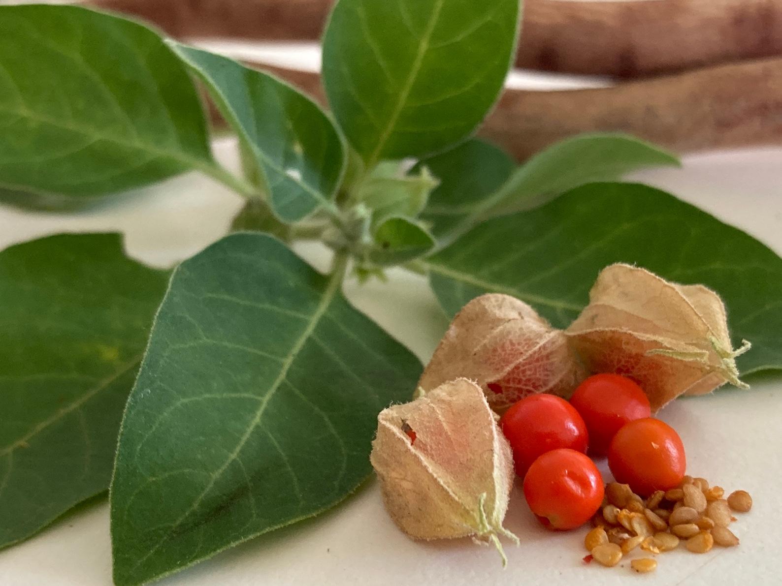 Ashwagandha Seeds Naturally grown Ready to plant Etsy