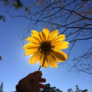 Mexican Sunflower! - Tithonia d - Soil Builder! Fresh Cuttings!