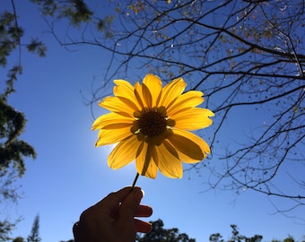 Tournesol mexicain ! - Tithonia d - Soil Builder ! Boutures fraîches !