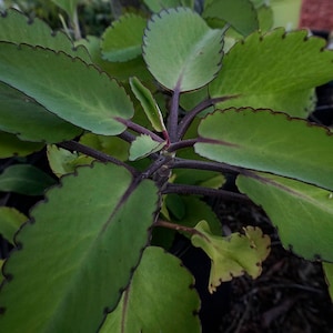 Kalanchoe pinnata | Leaf of Life | Fresh Leaves for Planting!