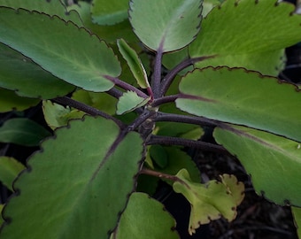 Kalanchoe pinnata | Leaf of Life | Fresh Leaves for Planting!