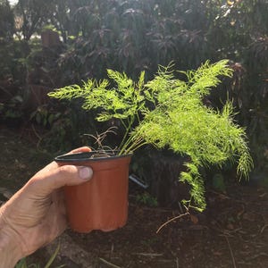 Op de afbeelding: Een kleine plant in een pot met delicaat, lichtgroen varenachtig gebladerte. De plant staat in een bruine plastic pot.