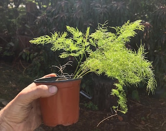 Shatavari plant! Asparagus racemosa