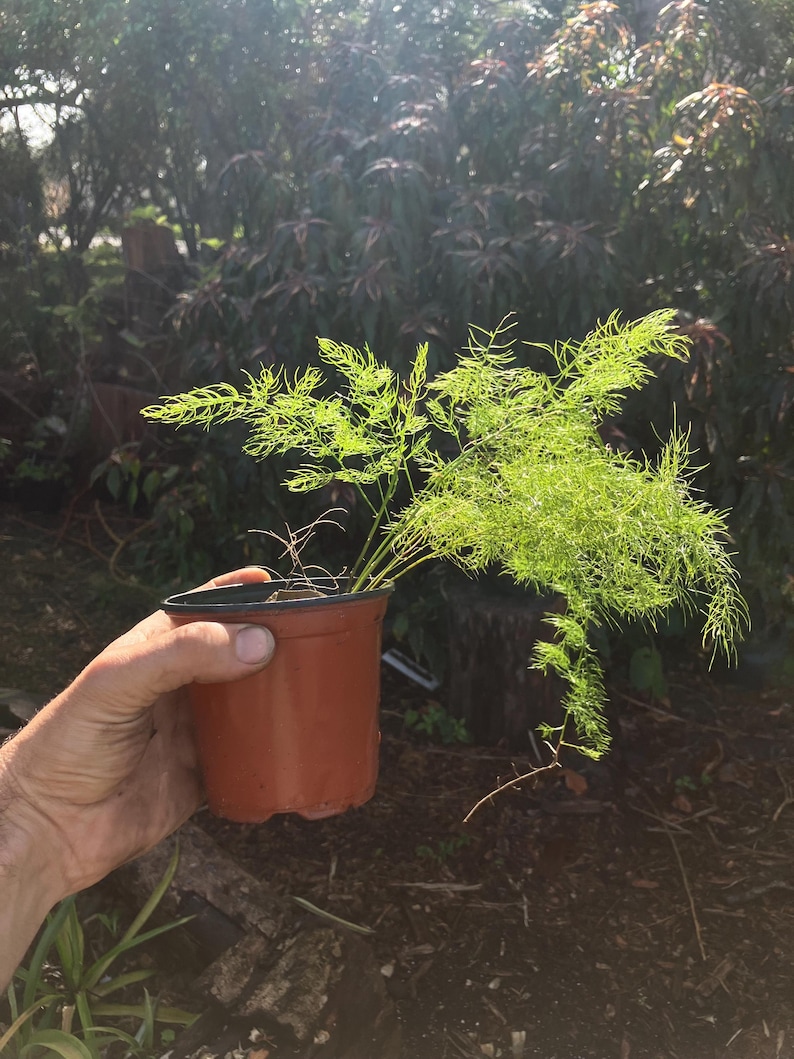 Op de afbeelding: Een kleine plant in een pot met delicaat, lichtgroen varenachtig gebladerte. De plant staat in een bruine plastic pot.
