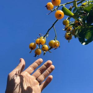 Barbados Gooseberry starter plant!