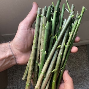 Bitter Leaf! Fresh Cuttings for planting!