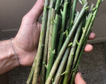Bitter Leaf! Fresh Cuttings for planting!