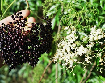 Elderberry - M3dicinal - Native - LIVE Cuttings!