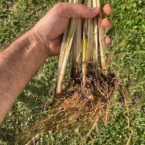 Vetiver Plant Rooted & Ready image 1