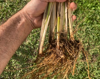 Vetiver Plant! Rooted & Ready!