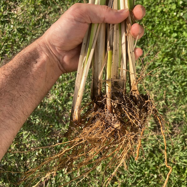 Vetiver Plant! Rooted & Ready!