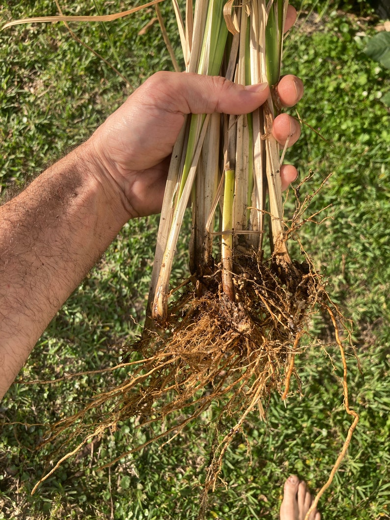 Vetiver Plant Rooted & Ready image 1