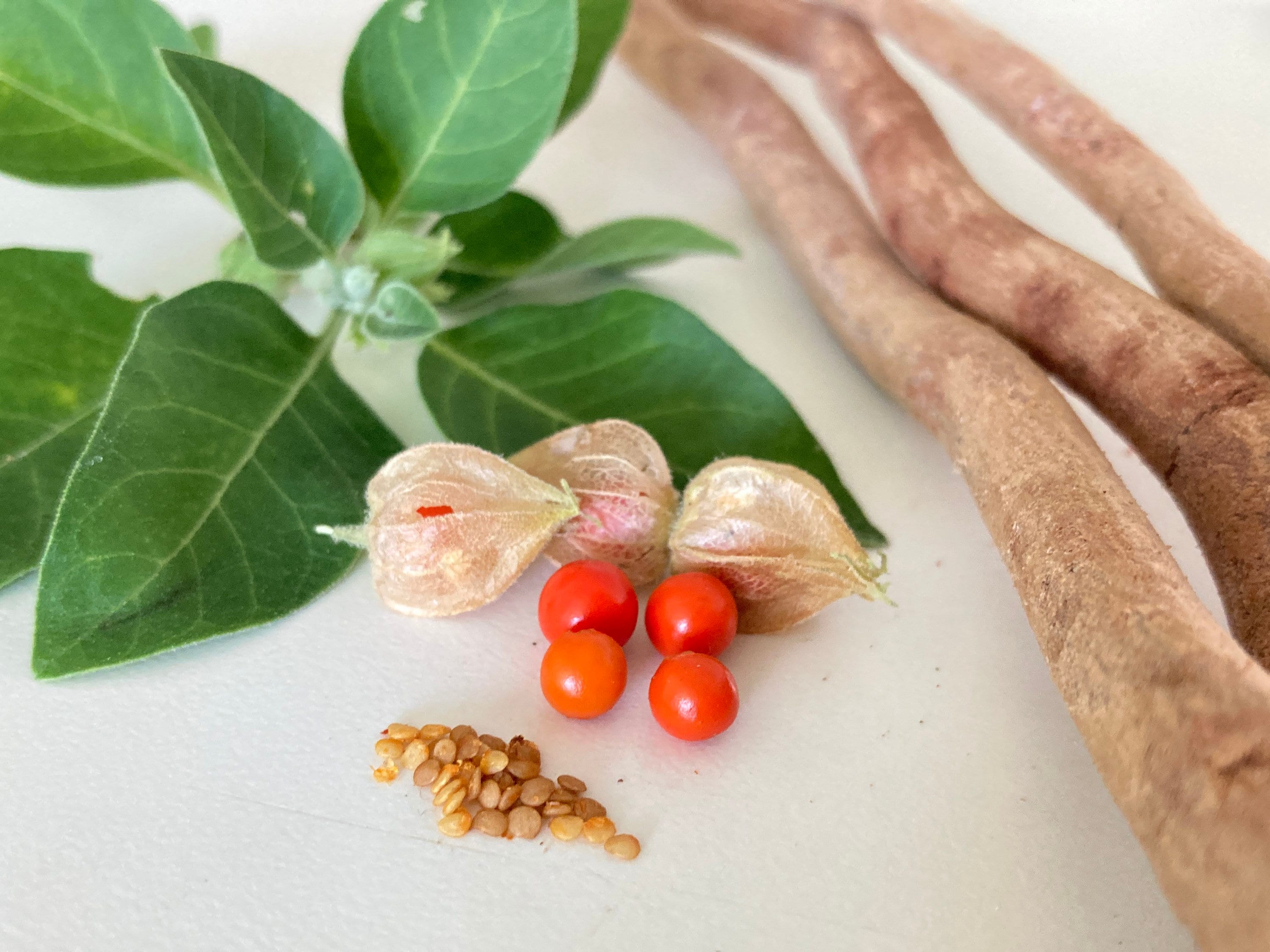 Ashwagandha Seeds Naturally grown Ready to plant Etsy Nederland