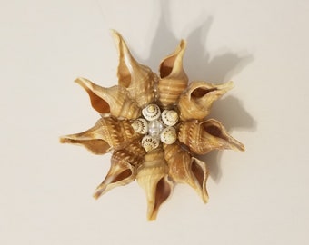 Set of 3 Spiral Shell Star Ornaments