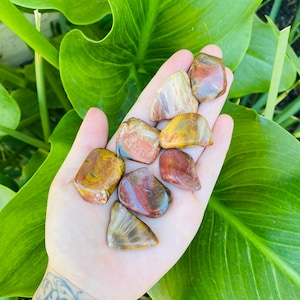 Petrified Wood Tumbled Stones, Petrified Wood Tumbles