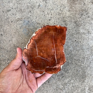Natural Petrified Wood Slab, Petrified Wood Crystals Gemstones Minerals Decor