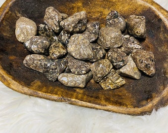 Turritella Agate Tumbles, Fossil Ammonite Tumbled Stones Rocks, Pocket Stones Crystals Minerals