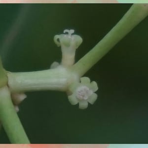 ÉCLAIRAGE | Essence de fleur de chakrauna