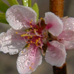 GENEROSITY | Peach Flower Essence