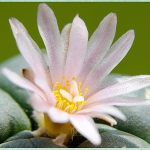 COURAGE - OPEN HEART | Peyotl L. williams Flower Essence