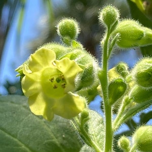 May include: A close-up of a yellow flower with green leaves and buds. The flower has five petals and a yellow centre. The leaves are green and have a fuzzy texture.