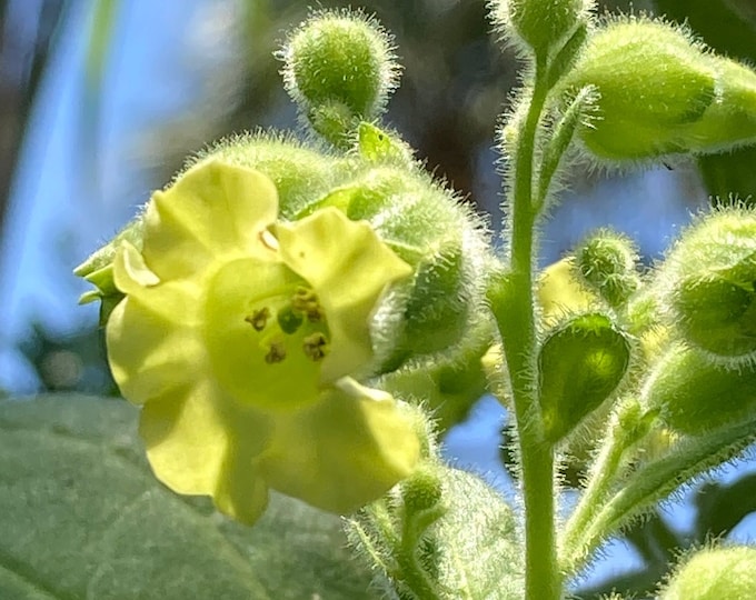 PROTECTION | Mapacho Yellow N.icotiana rustica Flower Essence