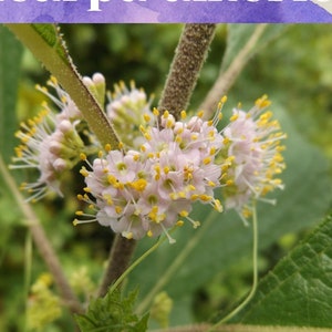 TRUST | Beauty Berry Flower Essence
