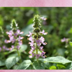 KOMFORT | Tulsi Basilikum Essenz