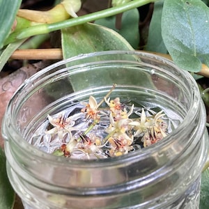 NOURRIR | Essence de fleur de cacao