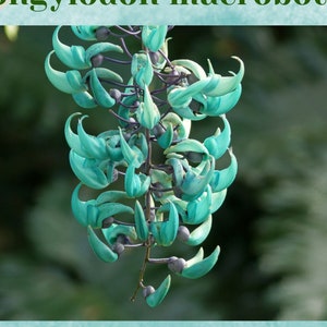 VIBRANCY | Jade Vine Flower Essence