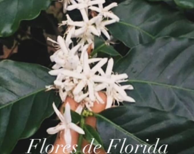 FREEDOM | Coffee Flower Essence