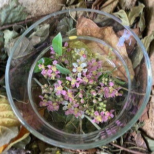Può includere: Un piatto di vetro pieno d'acqua e fiori rosa e bianchi. I fiori sono circondati da foglie verdi. Il piatto è appoggiato su un letto di foglie marroni.