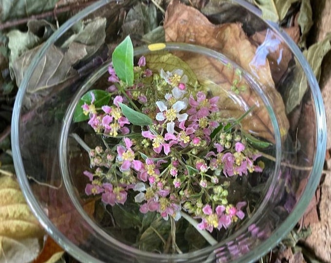 UNITY | Vine of the Soul B. kaapi Flower Essence