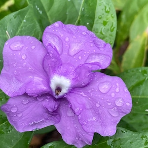 SHIFT | Chiric sanango Brunfelsia grandiflora Flower Essence