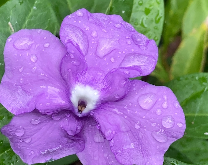 SHIFT | Chiric sanango Brunfelsia grandiflora Flower Essence