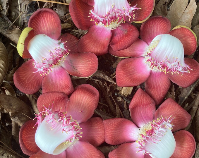 EXPAND | Ayahuma Cannonball Tree Flower Essence
