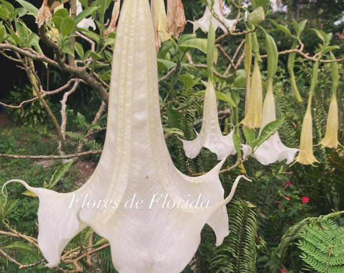 VISIONARY | Angel's Trumpet Flower Essence