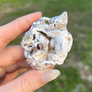 Fossil Agatized Coral Small | Tampa Bay, Florida