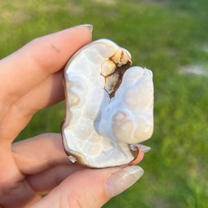 Fossil Agatized Coral Small | Withlacoochee River, Florida