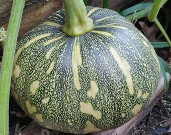 10 Asian Pumpkin Winter Squash Seeds Heirloom Local Oriental Vietnamese Rare Chinese Kabocha Star Mottled 2024 crop Moschata