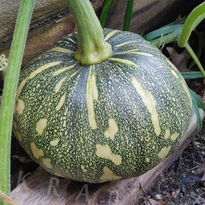 10 Asian Pumpkin Winter Squash Seeds Heirloom Local Oriental Vietnamese Rare Chinese Kabocha Star Mottled 2024 crop Moschata