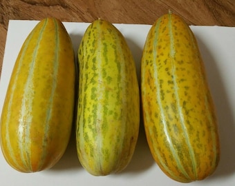135 SEEDS Musk Melon Packet 2 Gram THAI FOOD Backyard Garden Thai Vegetable 
