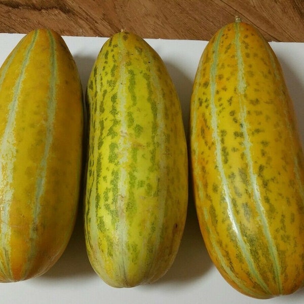 50 Thai Melon Vietnam Dua Gang Seeds Musk Melon Long Muskmelon Asian Indian