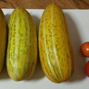 Thai Melon Seeds - Vietnam Dua Gang Musk Melon Long Variety | 45 Seeds For Home Gardening