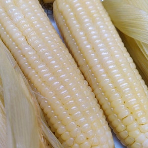White Waxy Corn 50 Seeds High Glutinous Organic Sweet Corn Bap Nep Vietnam Asian Indian Sticky Wax 2024 crop