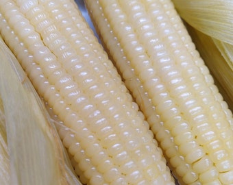 White Waxy Corn 50 Seeds High Glutinous Organic Sweet Corn Bap Nep Vietnam Asian Indian Sticky Wax 2024 crop